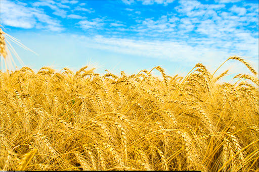 خروج گندم از چرخه خرید تضمینی، تخلف است و با آن برخورد می‌شود