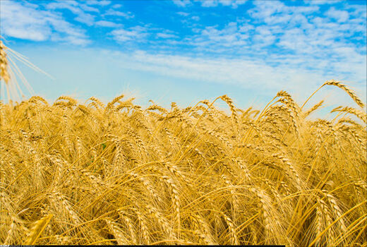 خروج گندم از چرخه خرید تضمینی، تخلف است و با آن برخورد می‌شود