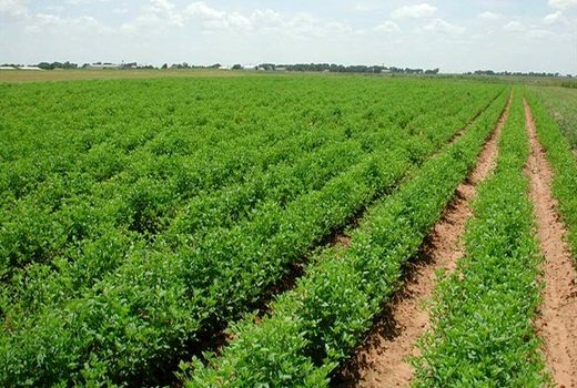 خشکسالی و کمبود آب، بلای جان لوبیای دهاقان