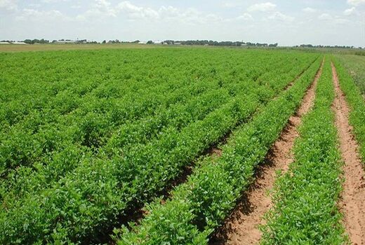 خشکسالی و کمبود آب، بلای جان لوبیای دهاقان