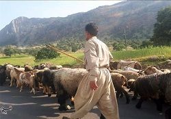 استقرار عشایر استان در مناطق قشلاقی