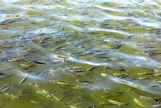 تولید حدود 1500 تن ماهی قزل آلا در کرمان