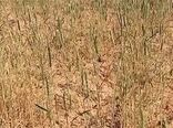 خسارت به ۸۰ درصد مزارع گندم دیم استان بوشهر
