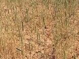خسارت به ۸۰ درصد مزارع گندم دیم استان بوشهر