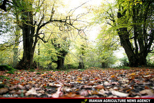 جنگل‌های هیرکانی 