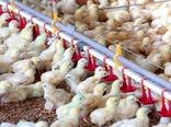رشد ۳ درصدی جوجه‌ریزی در مرغداری‌های استان قزوین