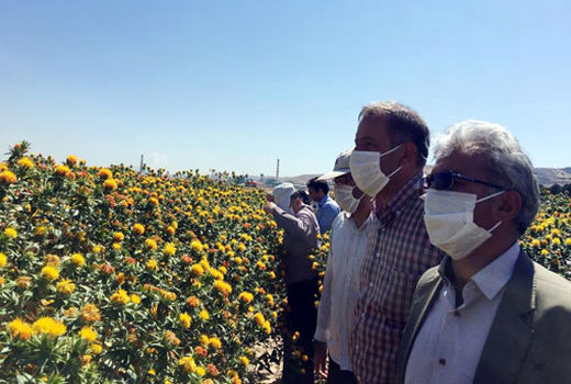 دانه روغنی گلرنگ یکی از بهترین زراعت ها برای اراضی لب شور حاشیه شرقی دریاچه ارومیه است