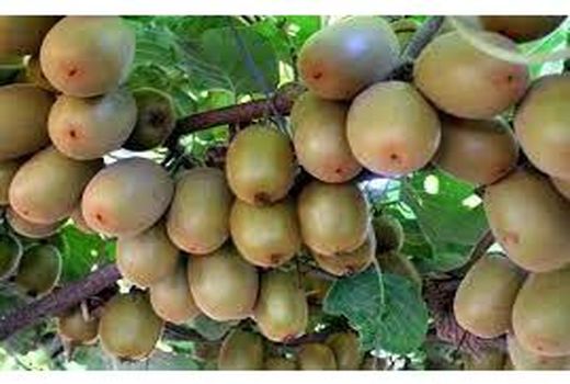 تولید 220 هزارتن کیوی در مازندران