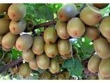 تولید 220 هزارتن کیوی در مازندران