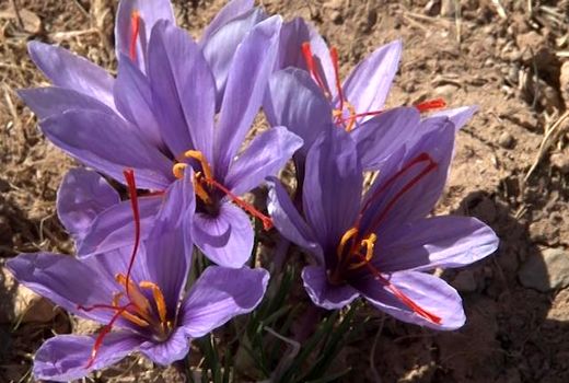 تیران و کرونی‌ها فعال در برداشت طلای سرخ