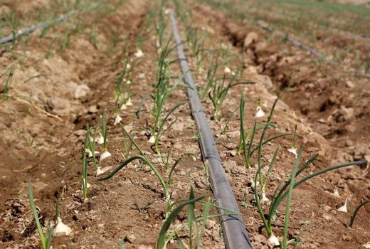 بیش از ۹۰ درصد مزارع پیاز قزوین به شیوه نوین آبیاری می‌‎شود