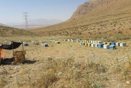 اجرای طرح های زنبورداری بنیاد برکت در شهرستان لردگان