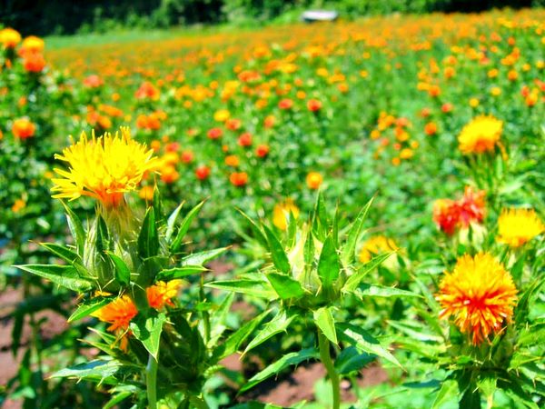 گلرنگ؛ گیاهی تاب آور و ارزش آفرین