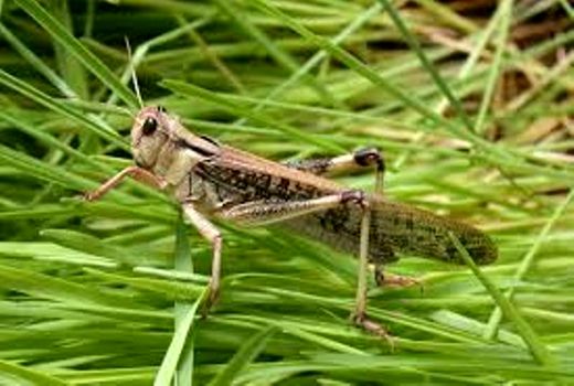 مبارزه علیه ملخ صحرایی در شهرستان ارزوئیه صورت گرفته است