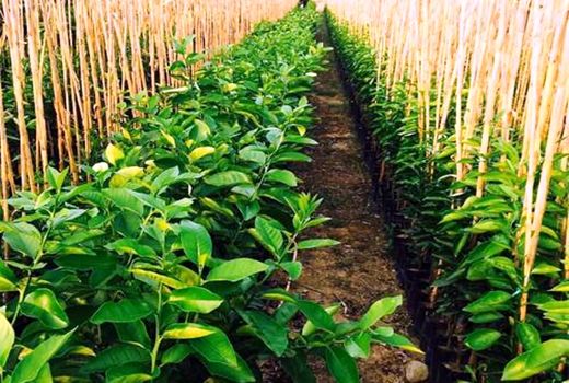 فعالیت دو مرکز توزیع نهال در شهرستان اردل