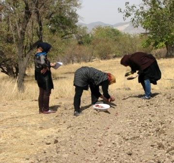 کشت 1000 هکتار پیاز زعفران در اراضی کشاورزی شهرستان تفرش