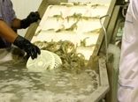 برداشت بیش از 900 تن میگو از مزارع پرورشی گمیشان