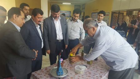تولید 12000 تن زیتون در استان گلستان