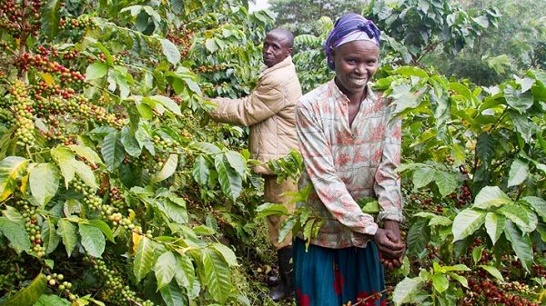 نیمه ی تاریک کشت قهوه در اوگاندا/کشت قهوه برای زنان به ندرت سود دارد/رانش زمین حاصل جنگل زدایی و گسترش مناطق کشت قهوه است