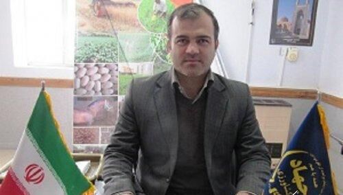 برداشت 162 تن گردو در شهرستان گالیکش /افزایش 45 درصدی نسبت به سال گذشته