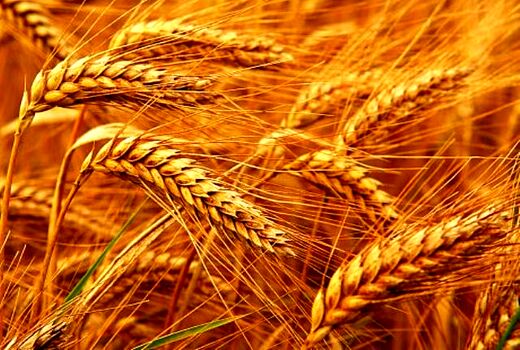 خرید تضمینی ۲۶۵۰ تن گندم از گندم کاران استان اصفهان