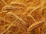 خرید تضمینی ۲۶۵۰ تن گندم از گندم کاران استان اصفهان