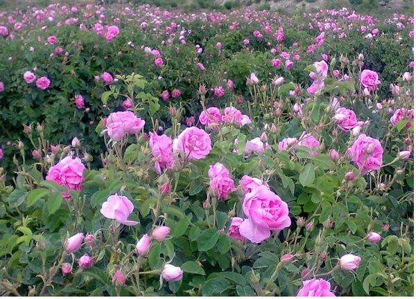 کشت گل محمدی در 230 هکتار از زمین‌های شیبدار ساری