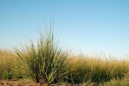 مبارزه با علفهای هرز غلات در سطح۶هزار و ۹۷۸ هکتاردر خراسان رضوی