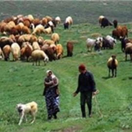 پرداخت 3 میلیارد ریال تسهیلات به عشایر استان یزد