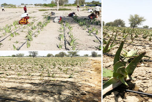 کشت آلوئه ورا در روستای حسنلنگی پایین