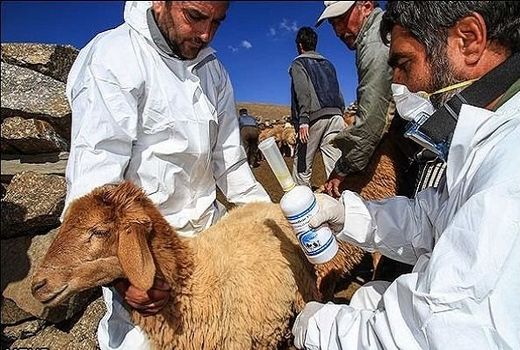 جزئیات کمک‌رسانی دامپزشکی به 3 استان سیل‌زده جنوب کشور