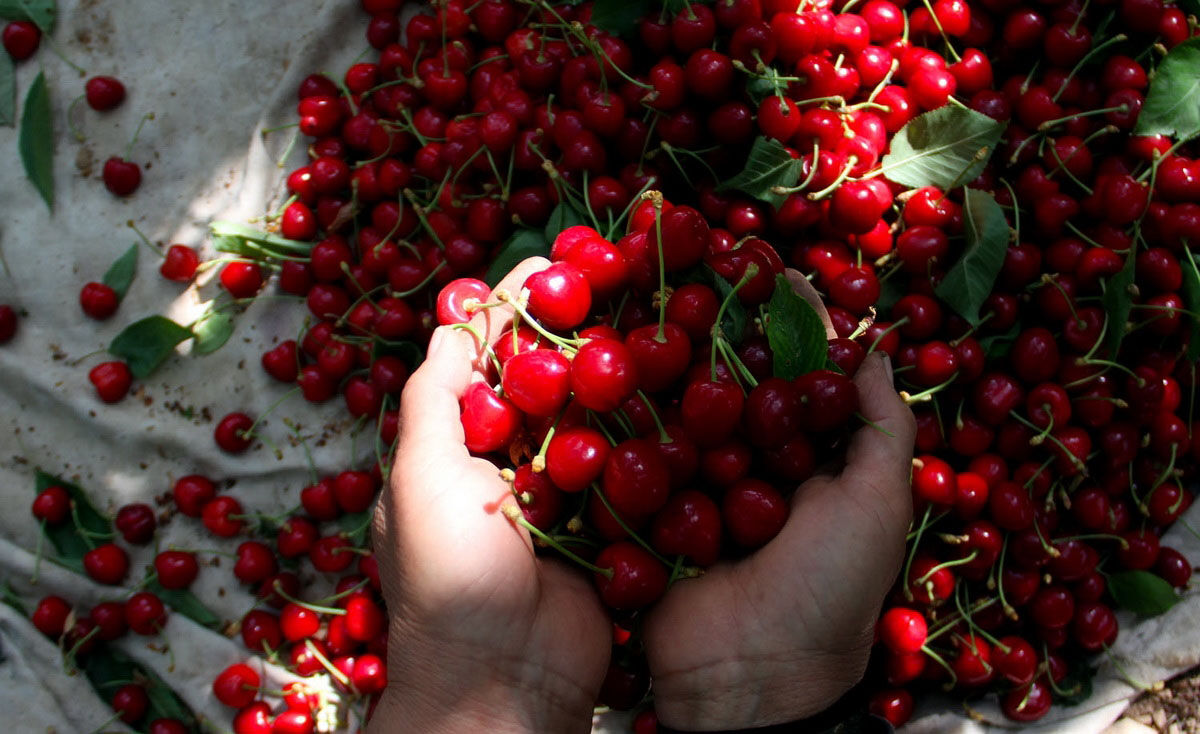 سرمازدگی تولید گیلاس اشنویه را به نصف کاهش داد
