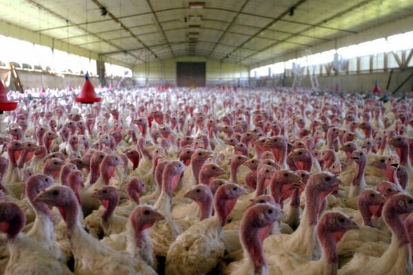 استاندارد آموزشی پرورش بوقلمون در شاخه کاردانش تدوین شد