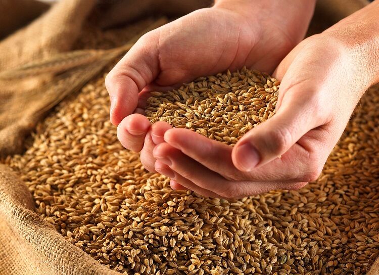 ادعای وجود ناخالصی نامتعارف در محموله های گندم کذب است