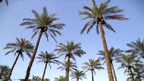 آشنایی کشاورزان آبادانی با اطفاء حریق در مراتع و جنگل‌ها