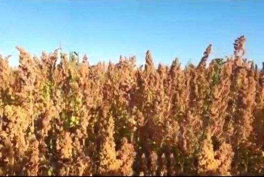 کشاورزی پایدار، تغذیه مناسب و تولید صنعتی با کشت کینوا در شهرستان سلطانیه