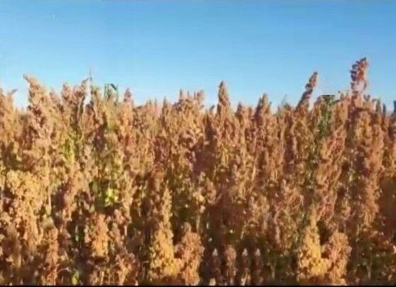 کشاورزی پایدار، تغذیه مناسب و تولید صنعتی با کشت کینوا در شهرستان سلطانیه