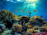 کاهش ارزش جهانی صخره‌های مرجانی
