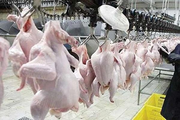 تولید ۸۳۰۰ تن گوشت مرغ در مرغداری‌های خراسان جنوبی