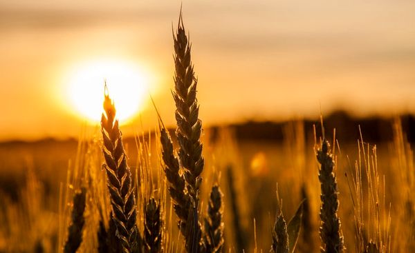 اصلاحیه بسته سیاستی حمایت از کشاورزی قراردادی گندم ابلاغ شد