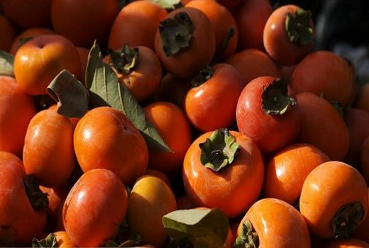 تولید خرمالو در بیضا رو به افزایش است 