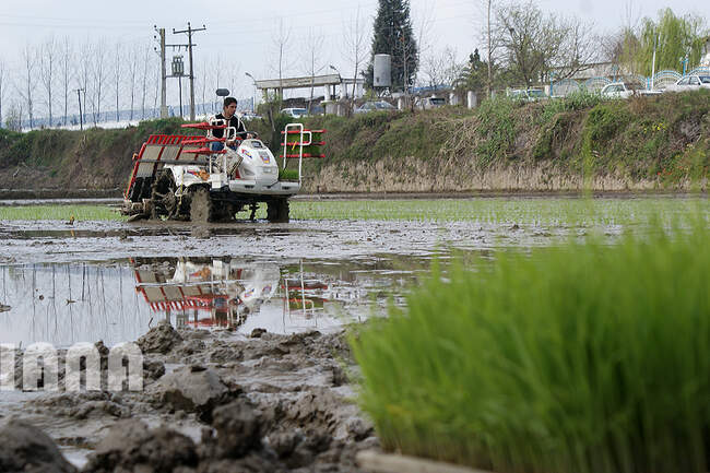 کشت برنج