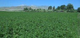 آغاز برداشت انواع علوفه از مزارع فریدن
