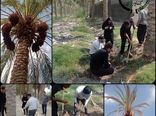 عارضه خشکیدگی خوشه خرما در نخیلات شهرستان تنگستان 