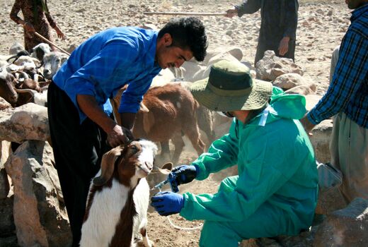 آمادگی واگذاری صنعت واکسن‌های دامی به بخش خصوصی 