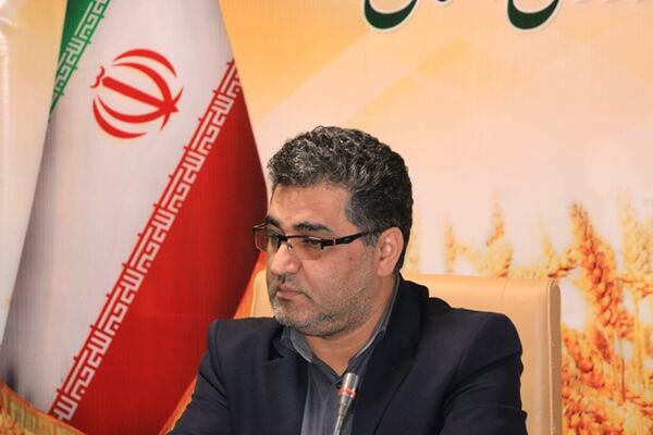 ۲۴۰۰ تن برنج تنظیم بازار در استان کردستان توزیع می شود