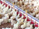 جهش تولید گوشت سفید در بیضا