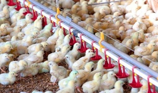 جهش تولید گوشت سفید در بیضا