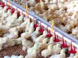 جهش تولید گوشت سفید در بیضا