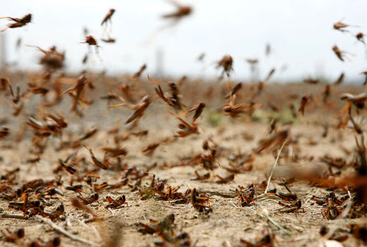 حمله ملخ‌ها به ۱۰ هزار هکتار اراضی استان بوشهر/ ۳ شهرستان درگیر شدند
